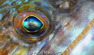 Lizard fish close up. by Arun Madisetti 